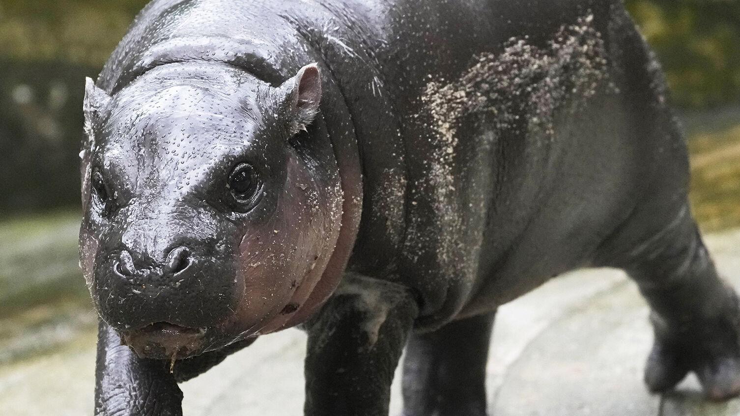 Thailand's baby pygmy hippo Moo Deng has an official song released in 4 languages